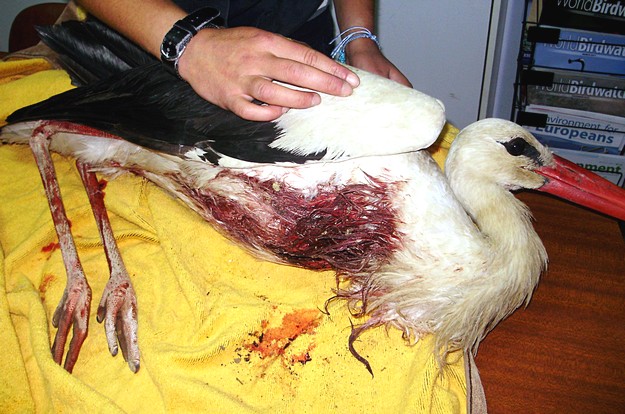 White Storks hunted down over Malta – Birdlife Malta