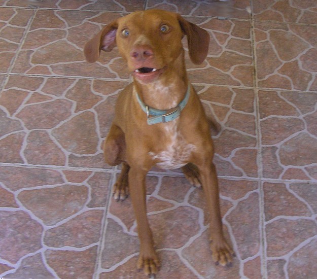 Cody & Wallace are waiting for homes at the Gozo SPCA