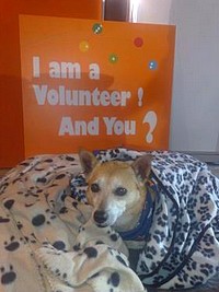 European Year of Volunteering Tour ends the year in Malta