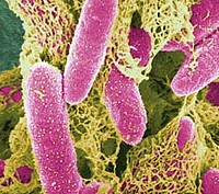 E.Coli outbreak discussed in toay's EPSCO Council meeting