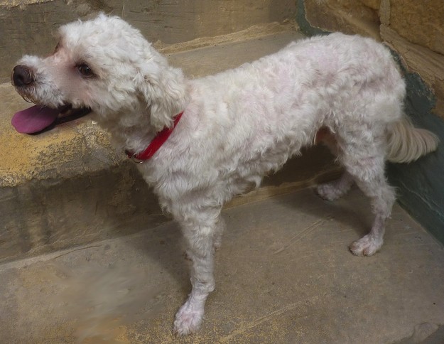 The Gozo SPCA would love LouLou to have a second chance