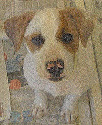 Cody & Wallace are waiting for homes at the Gozo SPCA