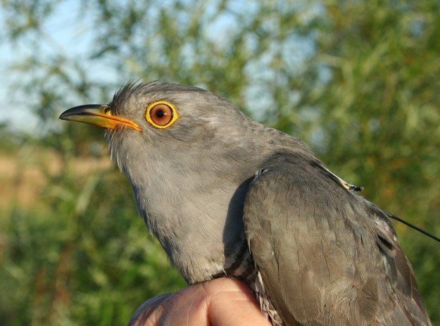 Tracked Cuckoos flying the Central Mediterranean Flyway