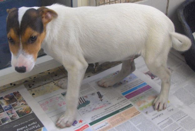 Elliot is at the Gozo SPCA Centre waiting for a loving home