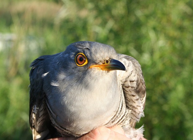Martin the Cuckoo nears Malta on the Mediterranean Fiyway