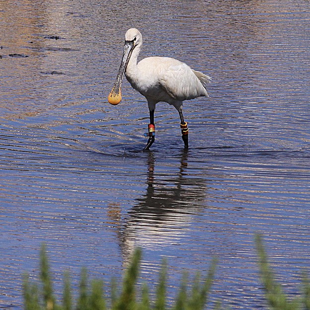 Appeal for information on shooting of Hungarian Spoonbill