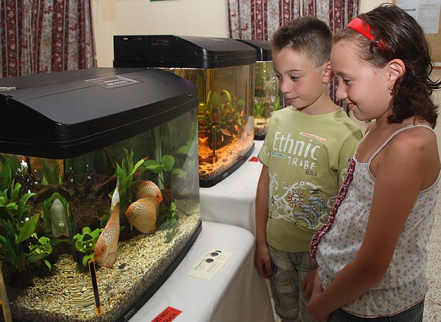 Twenty one aquariums displayed at Gozo’s Annual Fish Show
