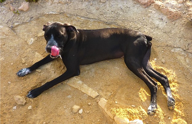 Doris is a happy & friendly boxer cross waiting for a home