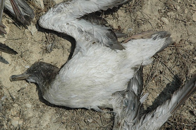 Cory’s Shearwater chicks alone after parents killed in Gharb