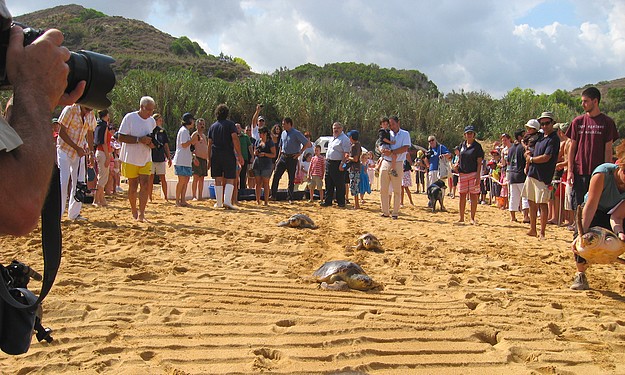 Six Loggerhead turtles returned to the sea in Gnejna