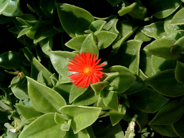 MEPA issues draft guidelines on invasive plant management