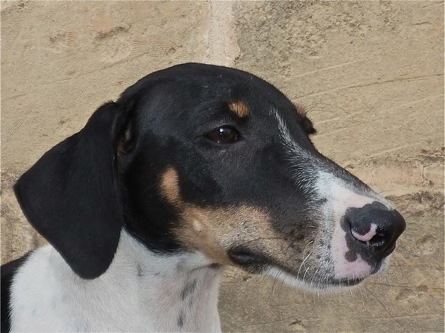 Smiley & Chuckles are waiting for homes at the Gozo SPCA