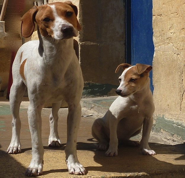 Midge & Elliott, waiting at the Gozo SPCA for new homes Midge & Elliott, waiting at the Gozo SPCA for new homes