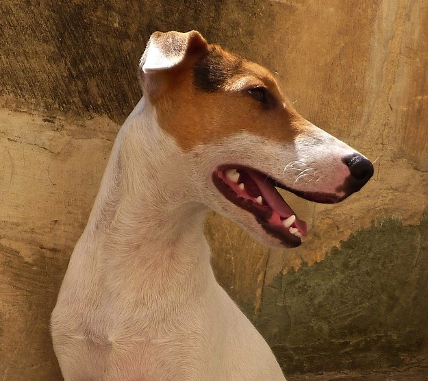 Midge & Elliott, waiting at the Gozo SPCA for new homes