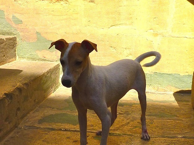 Midge & Elliott, waiting at the Gozo SPCA for new homes