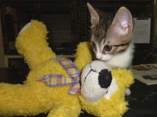 Lots  and lots of kittens waiting for homes at the Gozo SPCA