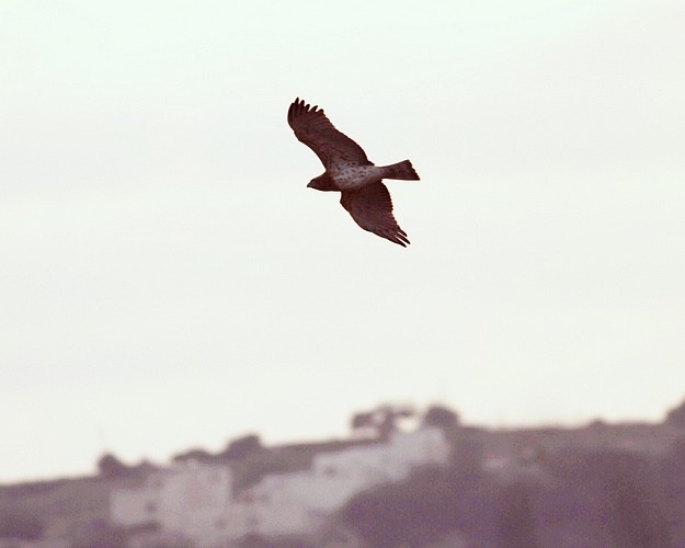 Rare eagle shot down – BirdLife appeals for information