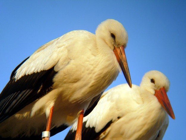 Young White Storks from Hungary delight locals in Mgarr