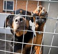 Our NGOs do not charge when homing cats and dogs – ARC Our NGOs do not charge when homing cats and dogs – ARC