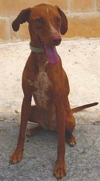 The Gozo SPCA would love Cody to find his ‘special’ home