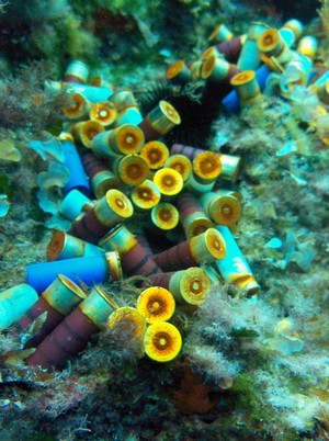 Marine Environment photographic competition 2011 winners
