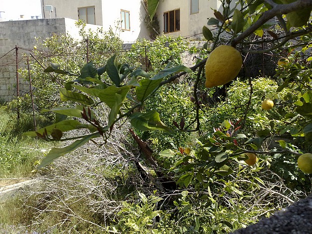 First Ghaxaq, now an old Balzan garden – Readers Letter First Ghaxaq, now an old Balzan garden – Readers Letter