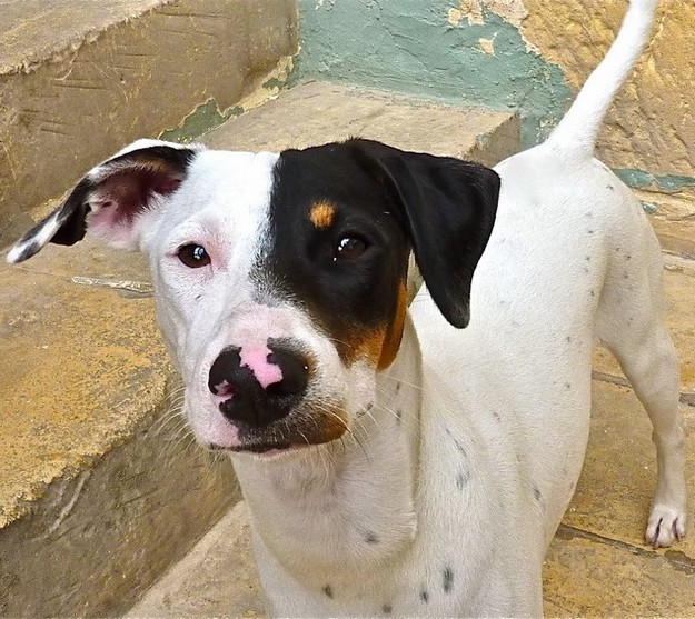 Siblings Belle & Dexter are waiting for homes at Gozo SPCA