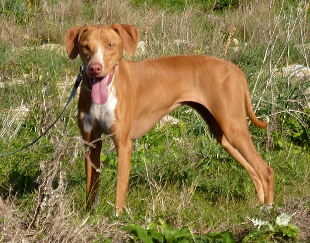 Gozo SPCA appeal for help in locating dog lost in Victoria