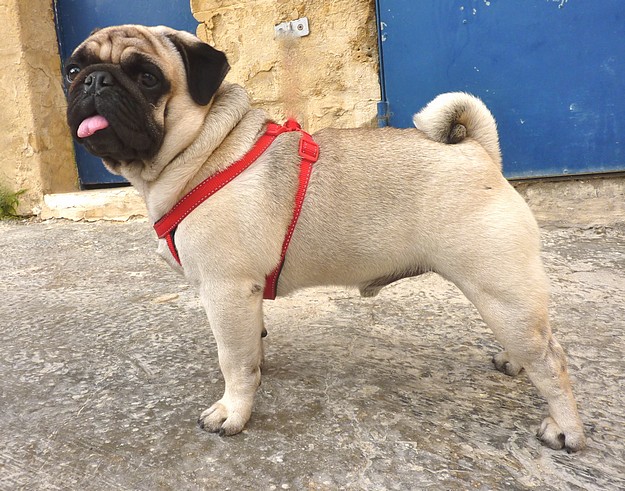 Chino is at the Gozo SPCA waiting for his ‘forever’ home Chino is at the Gozo SPCA waiting for his ‘forever’ home