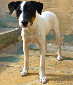 Siblings Belle & Dexter are waiting for homes at Gozo SPCA