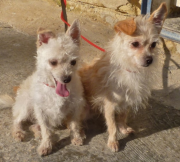 A Gozo SPCA makeover for two very friendly little dogs
