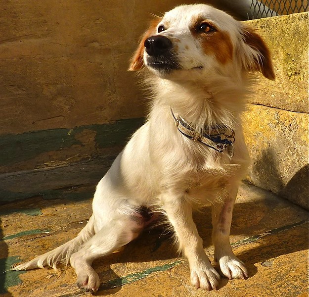 The Gozo SPCA hopes that Qala soon finds a loving home