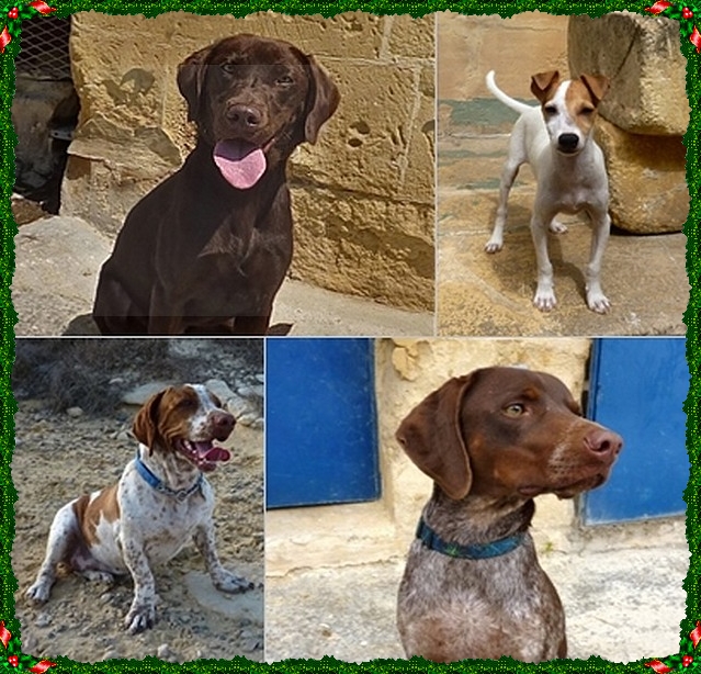 4 dogs who will be spending their Christmas at Gozo SPCA 4 dogs who will be spending their Christmas at Gozo SPCA