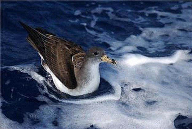 Birdlife & the Government launch Malta seabirds project