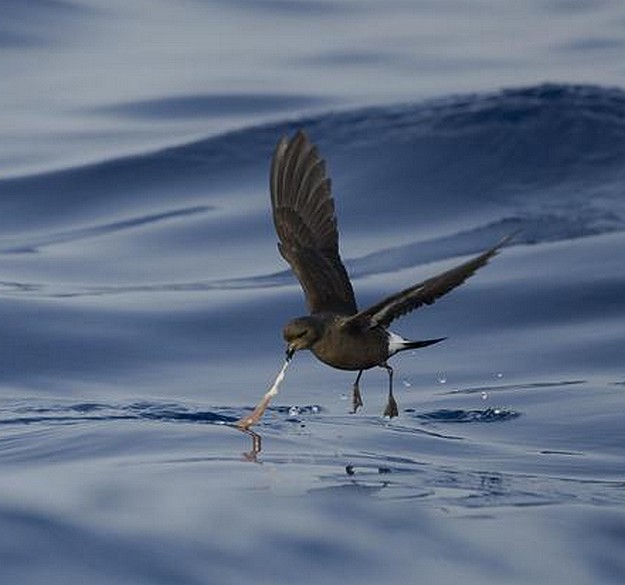 Birdlife & the Government launch Malta seabirds project