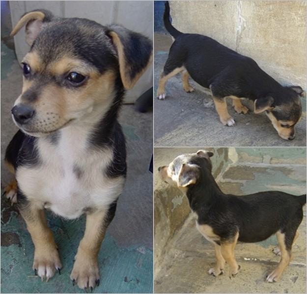 Jasmine & her siblings are ready & waiting for loving homes Jasmine & her siblings are ready & waiting for loving homes