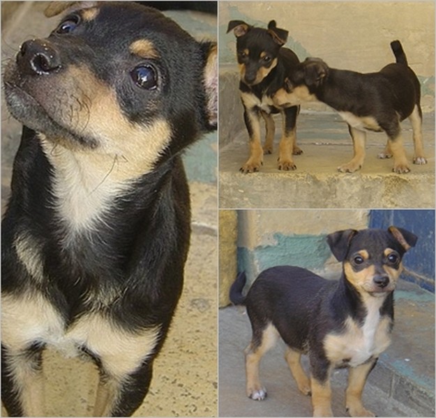 Jet & Jude, 2 little dogs at the Gozo SPCA in need of homes