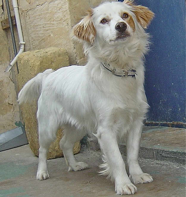 The Gozo SPCA hopes Kala will soon find a loving home