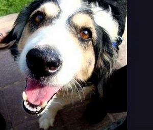 Nine animal sanctuaries receive funds from 'STAR REWARD'