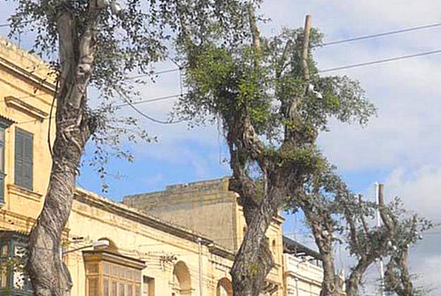 Fiscus tree chainsaw massacre, It-Tokk Gozo – J.A. Tyrell Fiscus tree chainsaw massacre, It-Tokk Gozo – J.A. Tyrell