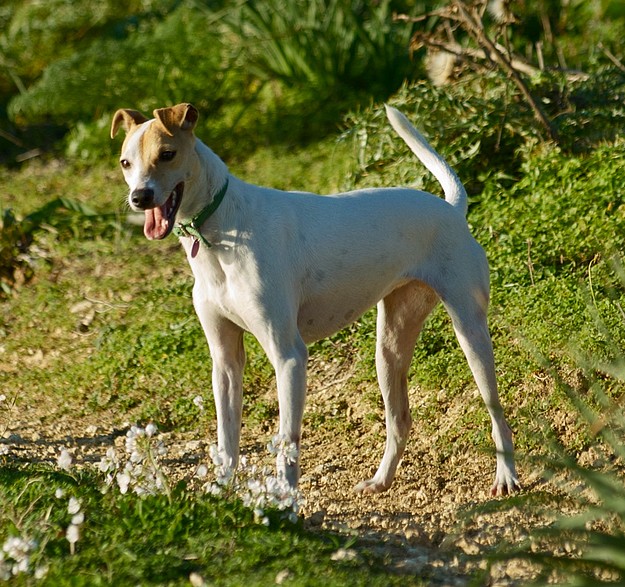 Gozo SPCA confirms decision to remain in Victoria premises