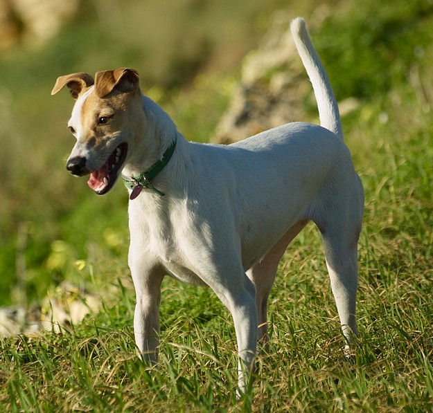 Midge is at the Gozo SPCA waiting for a loving 'forever' home