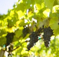 New EU regulation agreed for 2012 harvest of Organic Wine