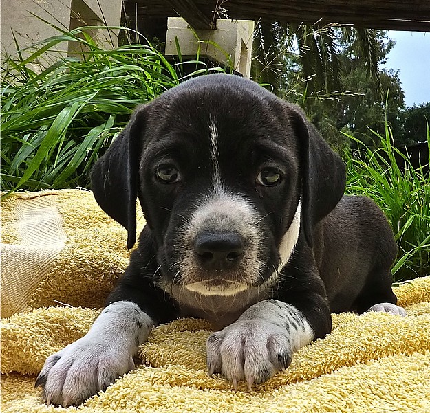 Pawla and her daughter Pandora both need loving homes