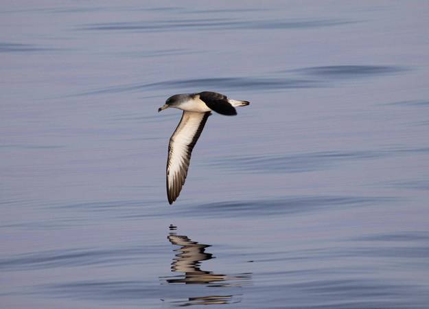 Global decline in seabird populations concerns scientists