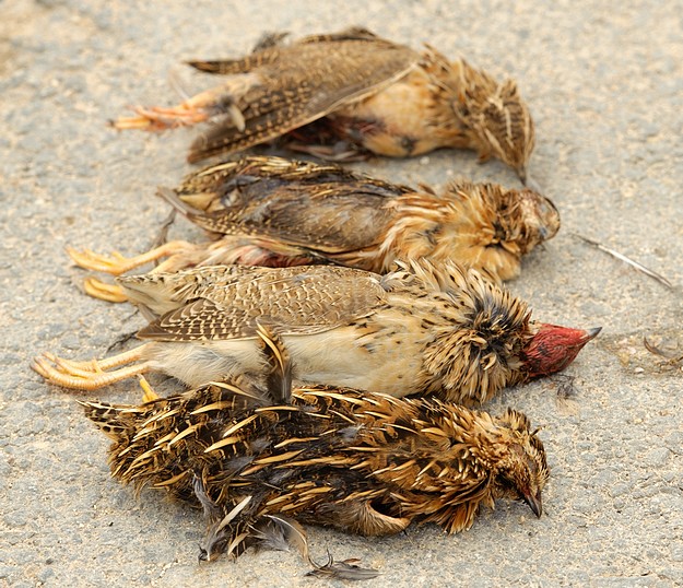“Malta is taking the Commission for a ride”  – BirdLife Malta