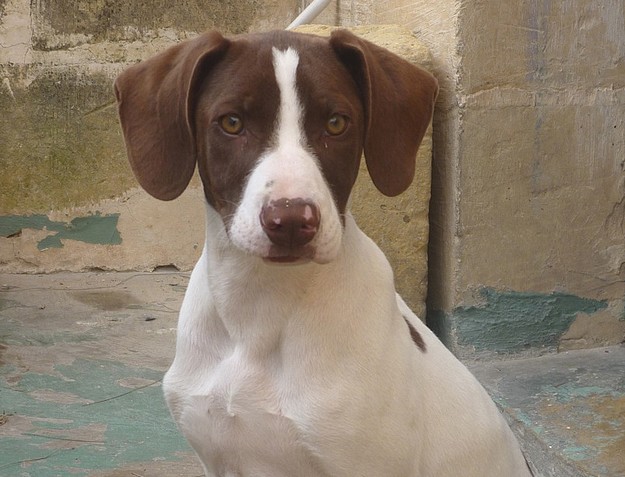 Boy is the newest arrival at the Gozo SPCA Centre in Victoria