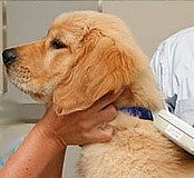 Microchipping and dog tags compulsory from the 30th April