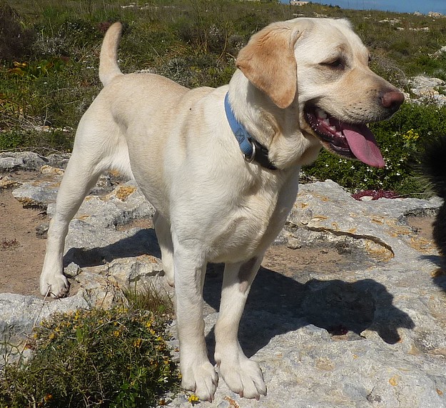The Gozo SPCA would love to find a ‘forever’ home for Ivory
