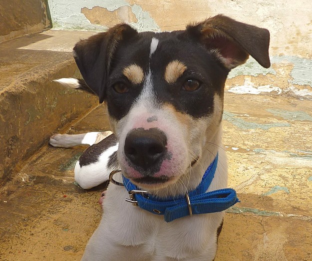 Patches is at Gozo SPCA waiting for her own loving home